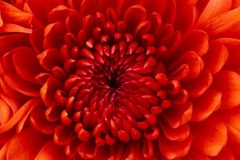Chrysanthemum-e1584713131644